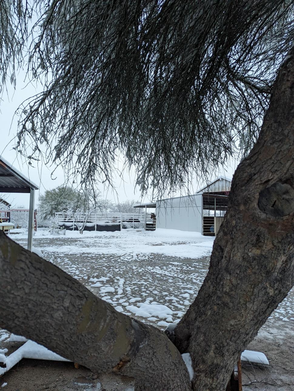 Free Image of Fallen Tree in Snow 