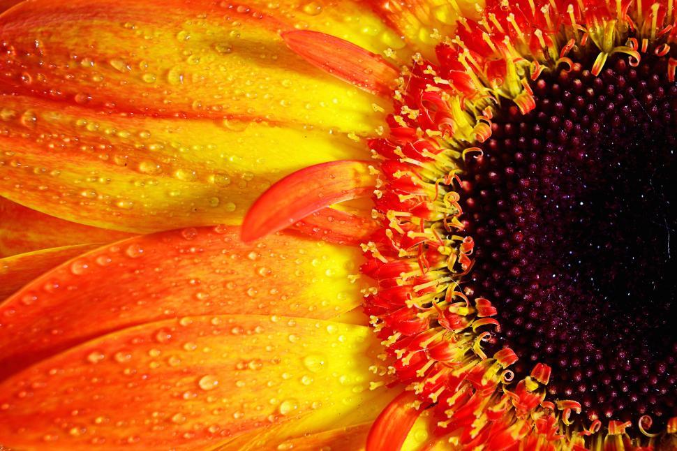 Free Image of A close up of a flower 