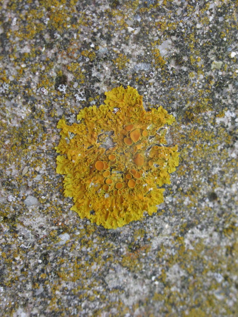 Free Image of Moss on a Rock 