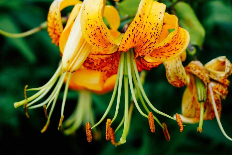 Free Image of A close up of a yellow flower 