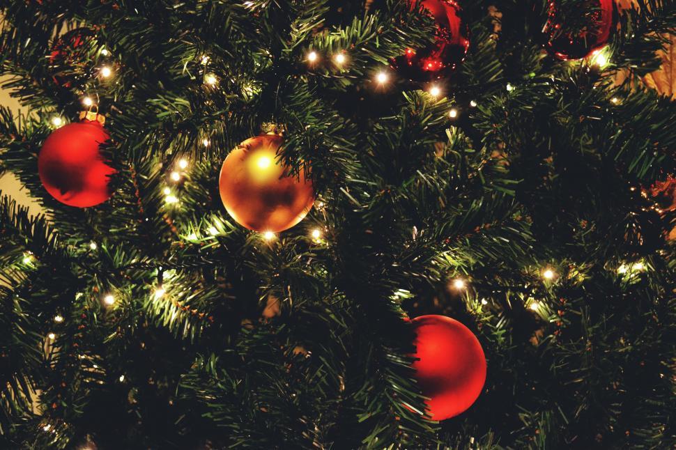 Free Image of A close up of a tree 