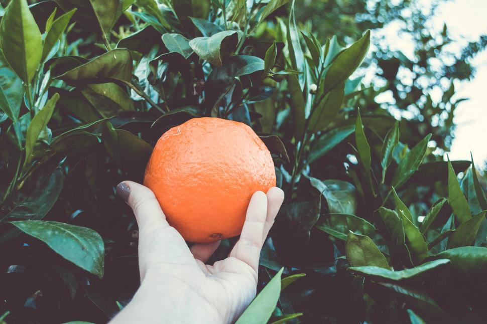 Free Image of A hand holding an orange 
