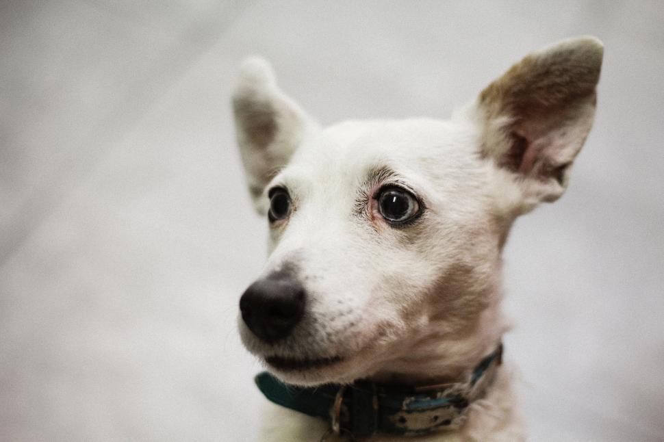 Free Image of A close up of a dog 