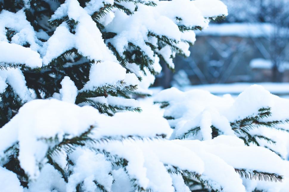 Free Image of Snow on a tree branch 