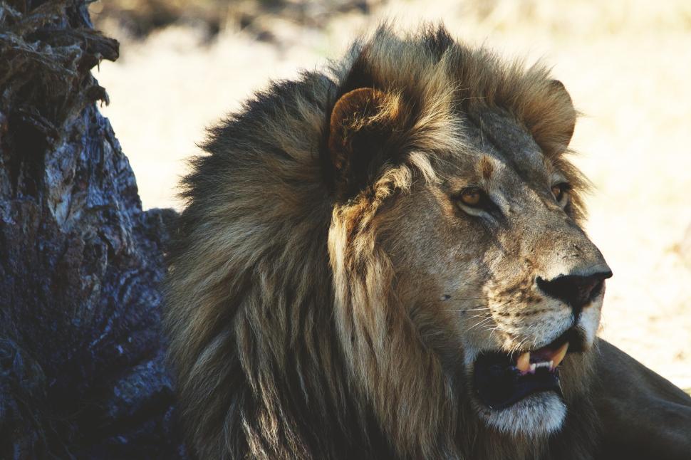 Free Image of A lion with its mouth open 