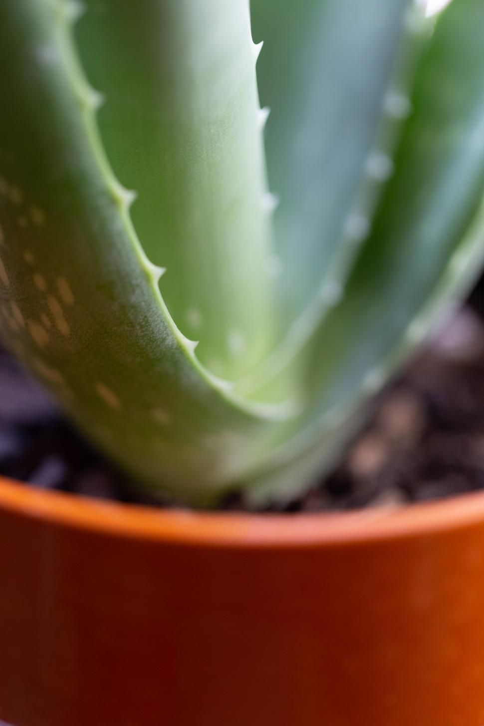 Free Image of A close up of a plant 