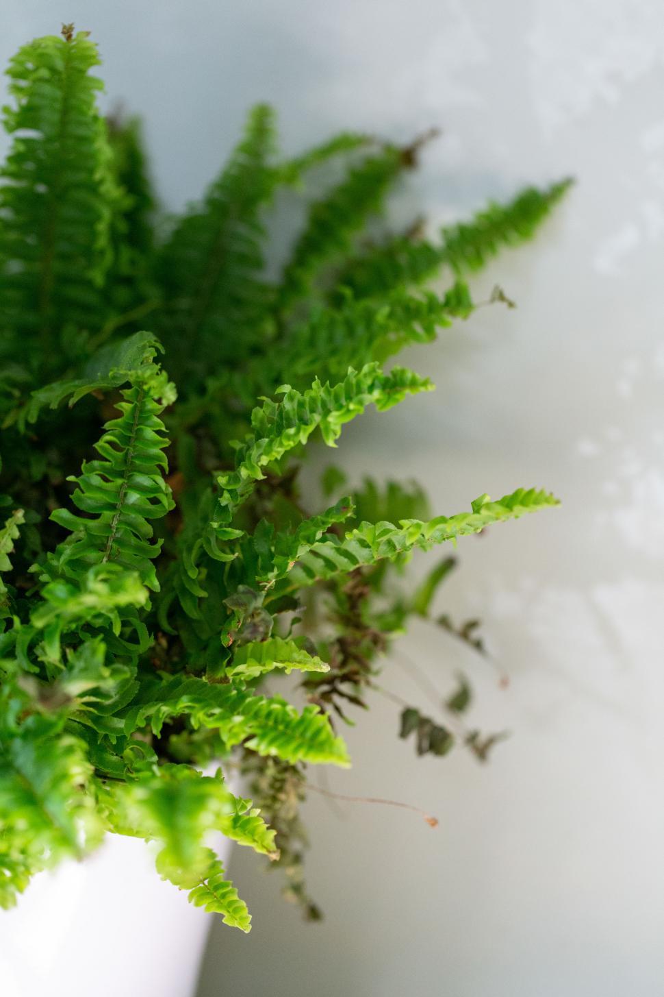 Free Image of A close up of a plant 
