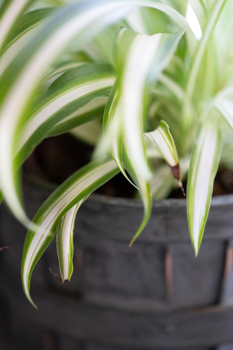Free Image of A close up of a plant 