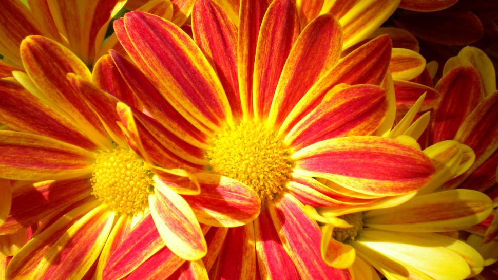 Free Image of Close Up of a Yellow and Red Flower 