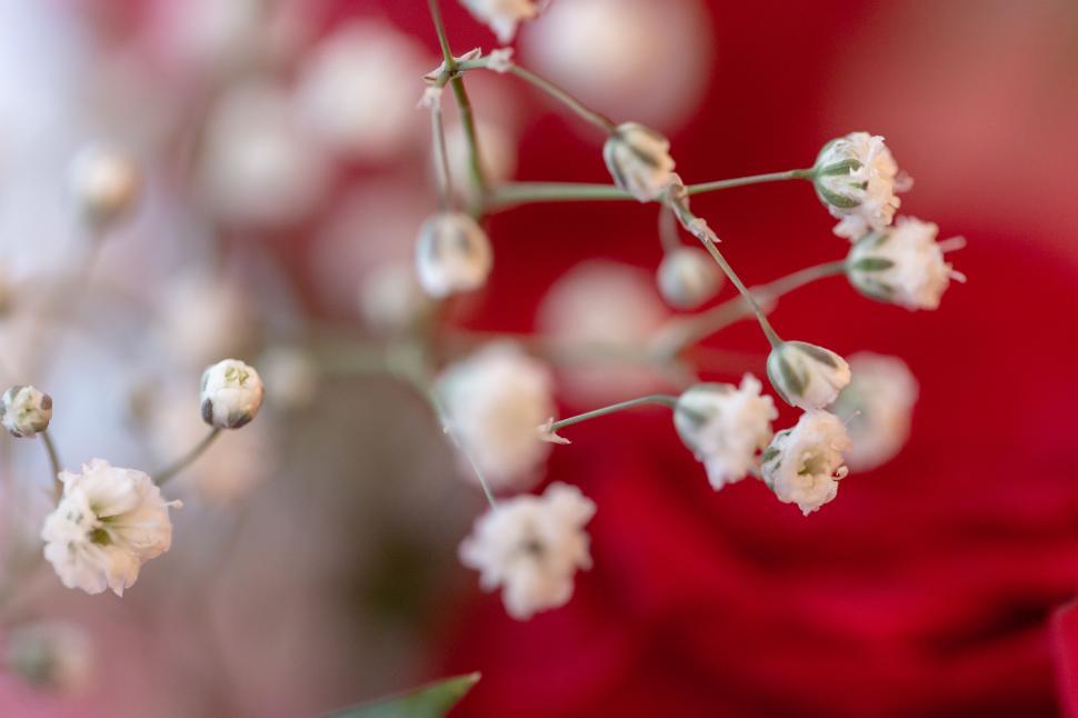 Free Image of A close up of white flowers 