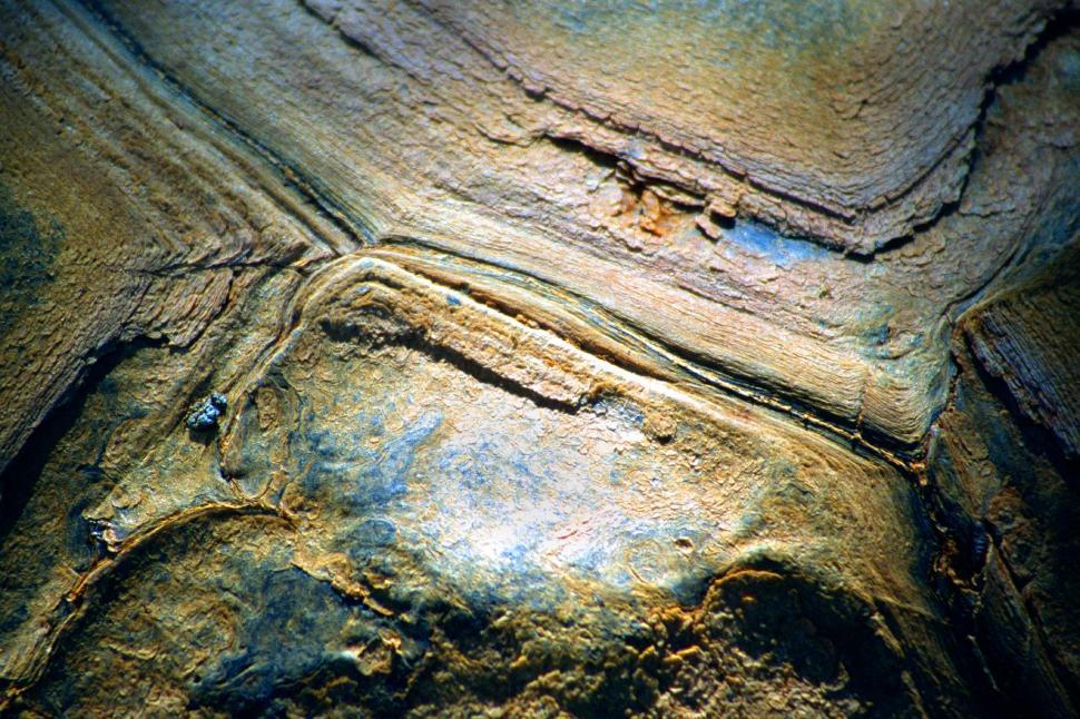 Free Image of Tortoise shell texture closeup 