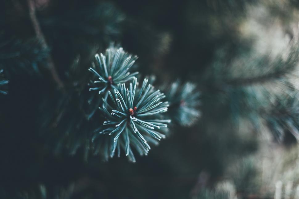Free Image of A close up of a pine tree branch 