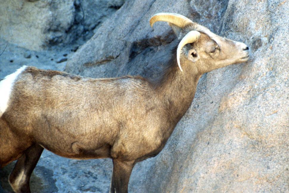 Free Image of Bighorn Sheep 