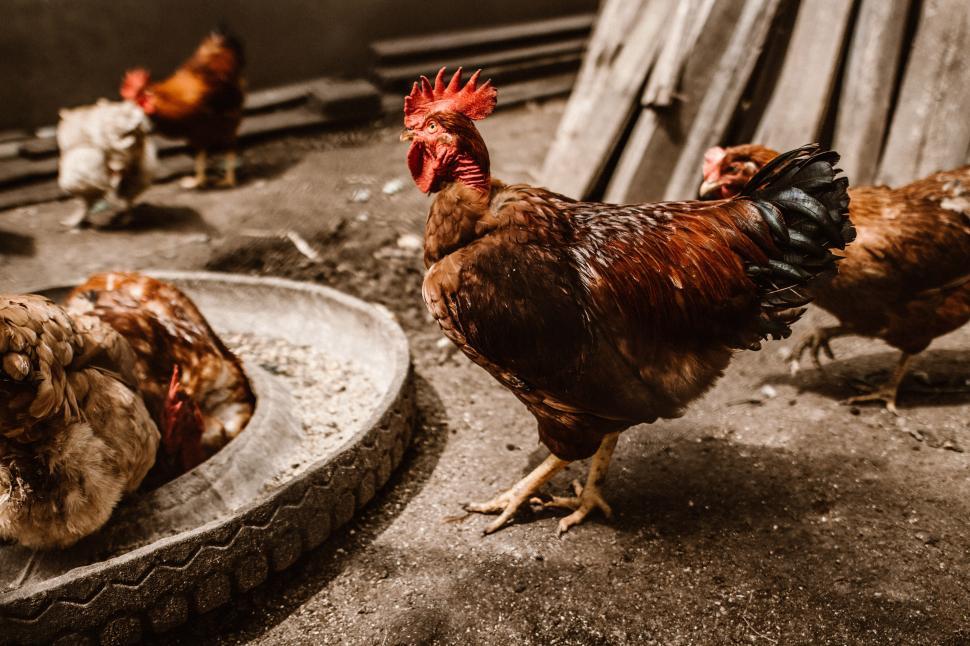 Free Image of A rooster standing in a dirt area 