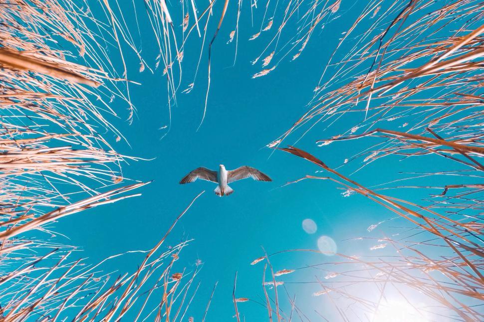 Free Image of A bird flying in the sky 