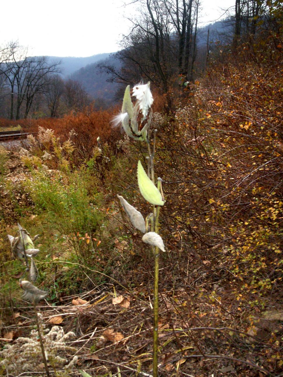 Free Image of Dead Flower in a Field 