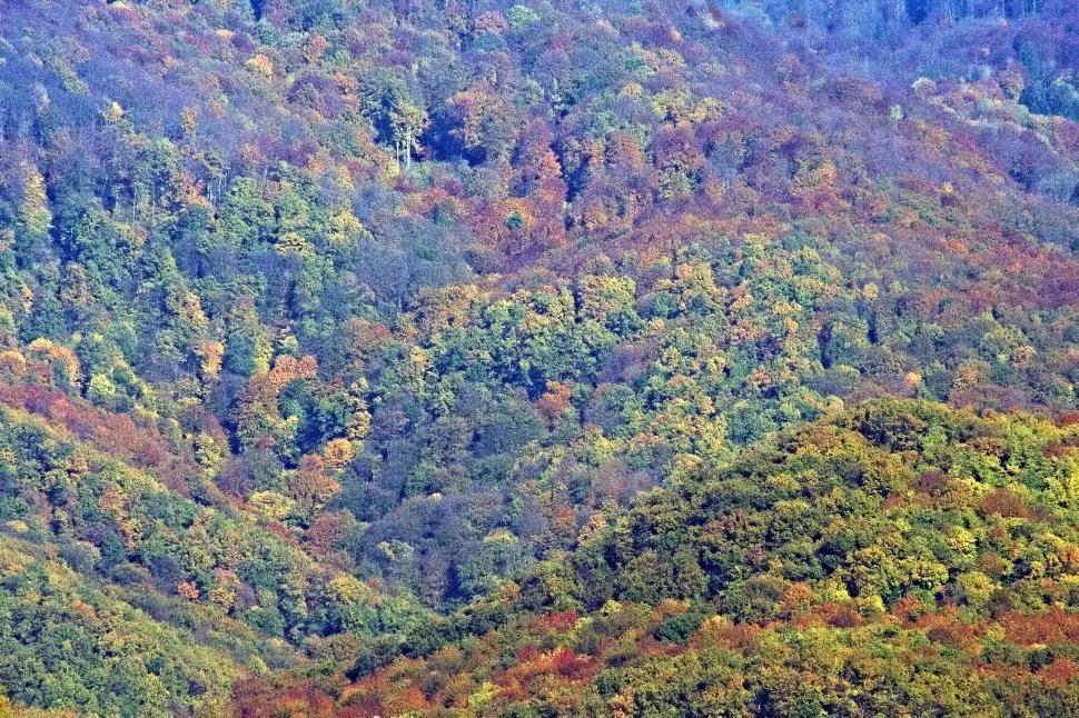 Free Image of Autumn colors 