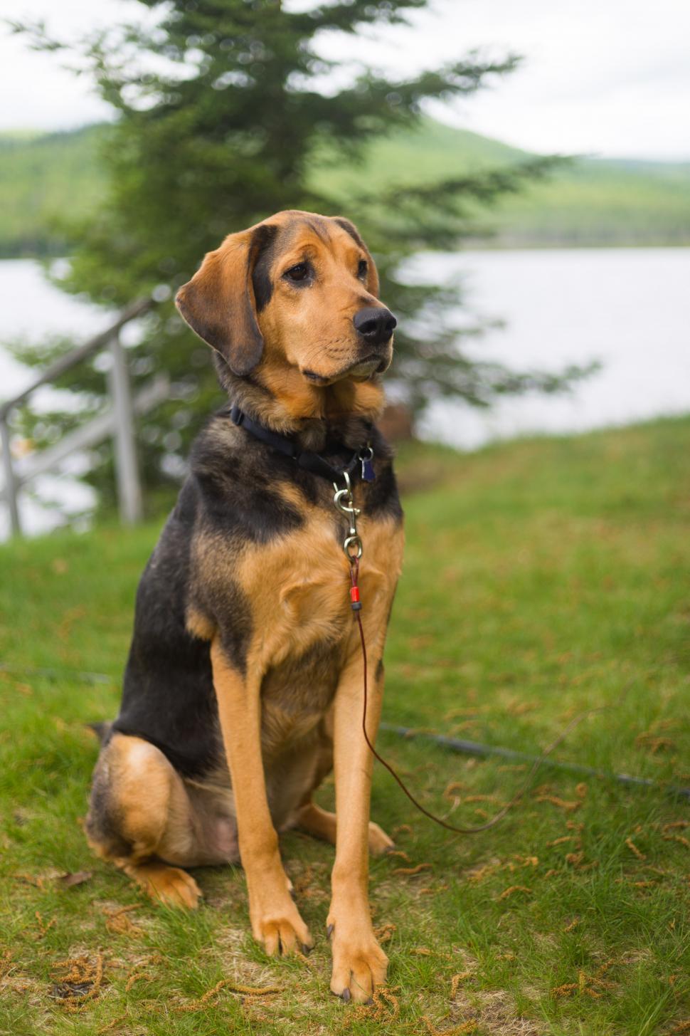 Free Image of A dog sitting on grass 