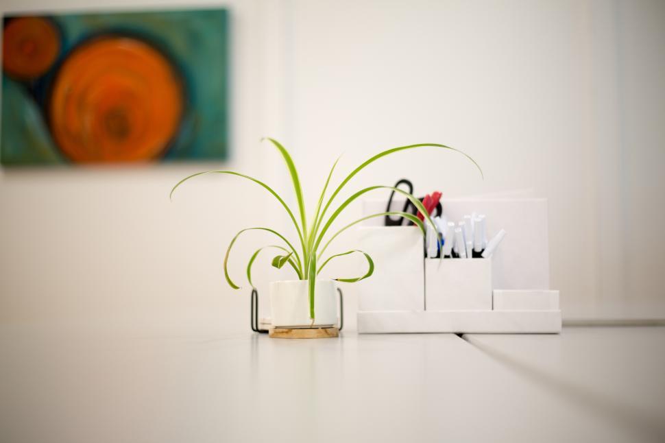 Free Image of A plant in a container 