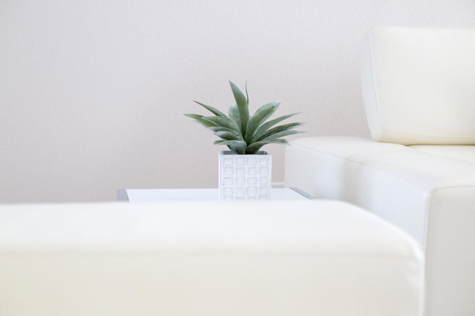 Free Image of A plant on a table 