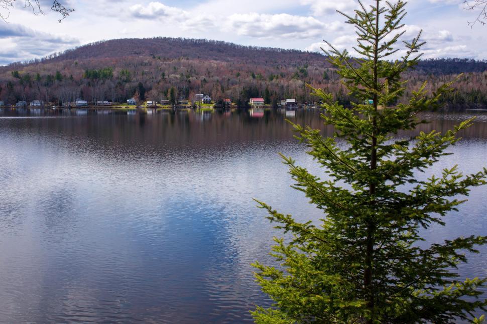 Free Image of A tree next to a lake 