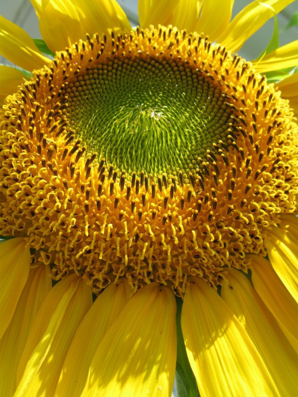 Free Image of In Bloom 