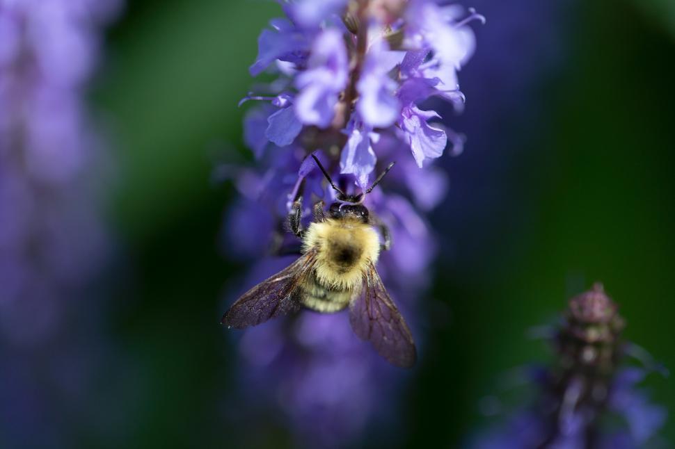 Free Image of A bee on a flower 