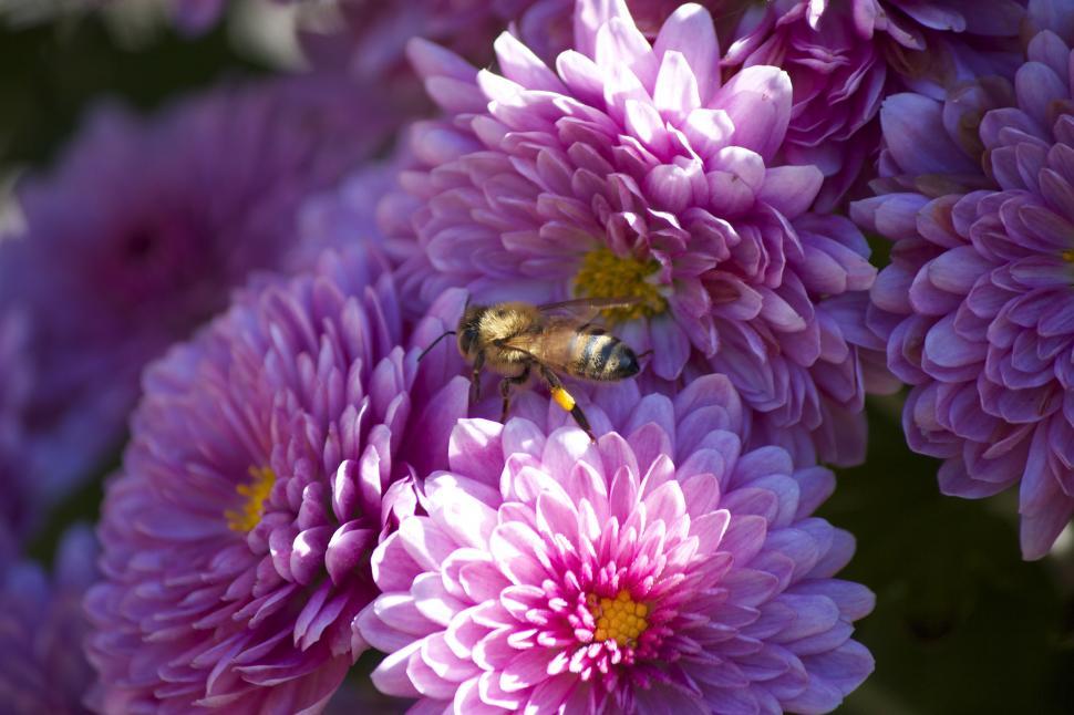 Free Image of A bee on a flower 