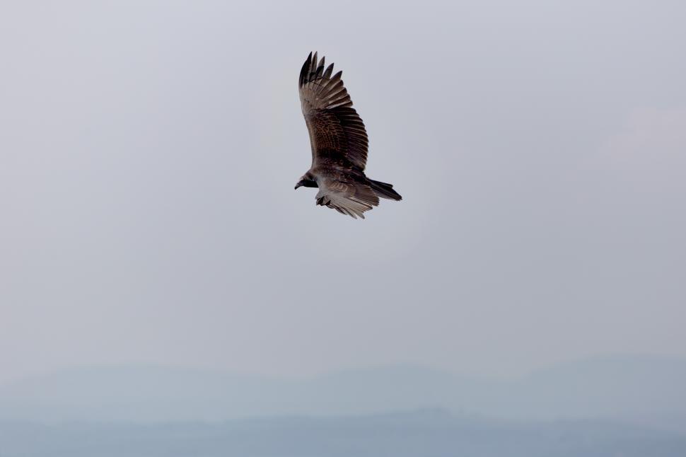 Free Image of A bird flying in the sky 