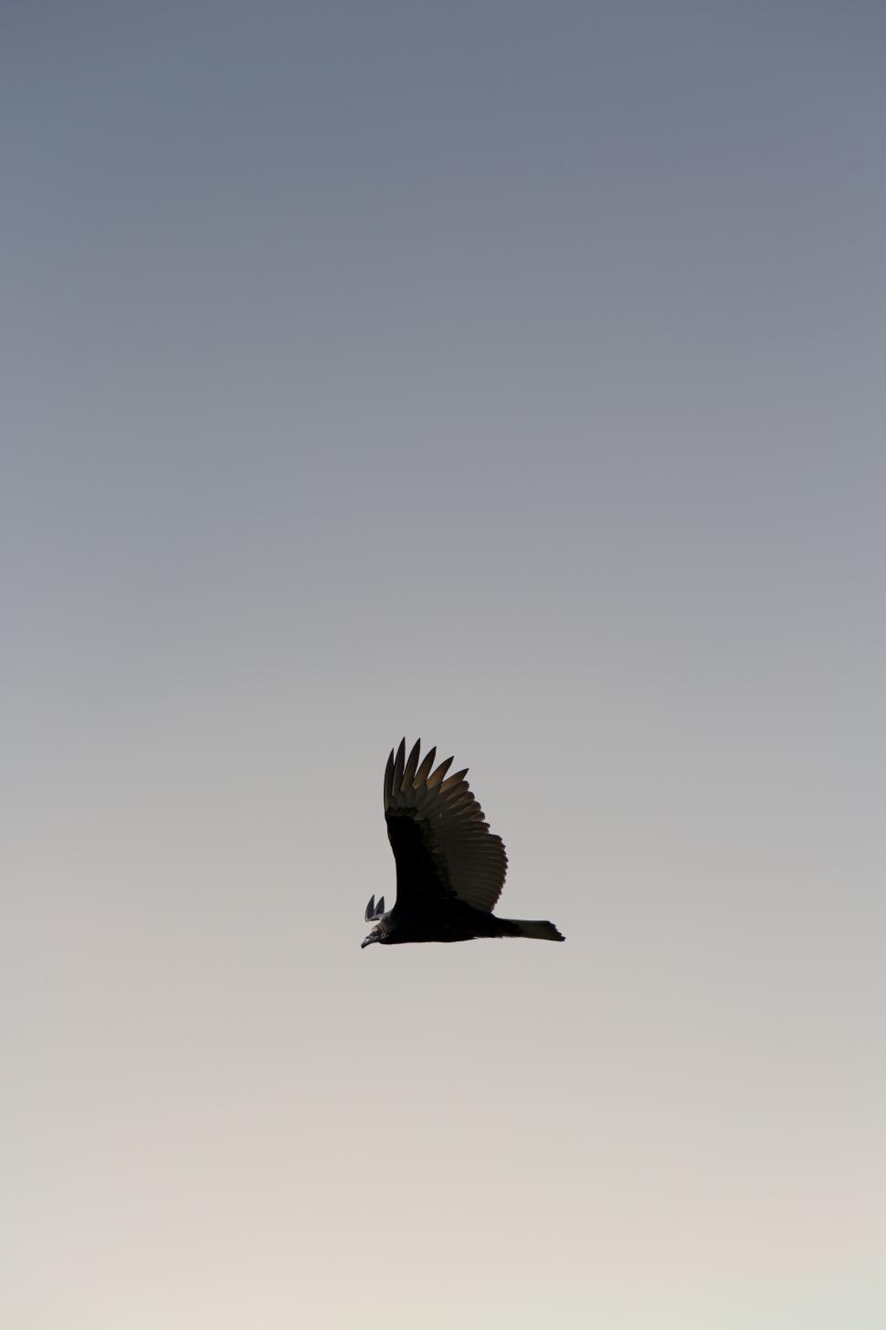 Free Image of A bird flying in the sky 