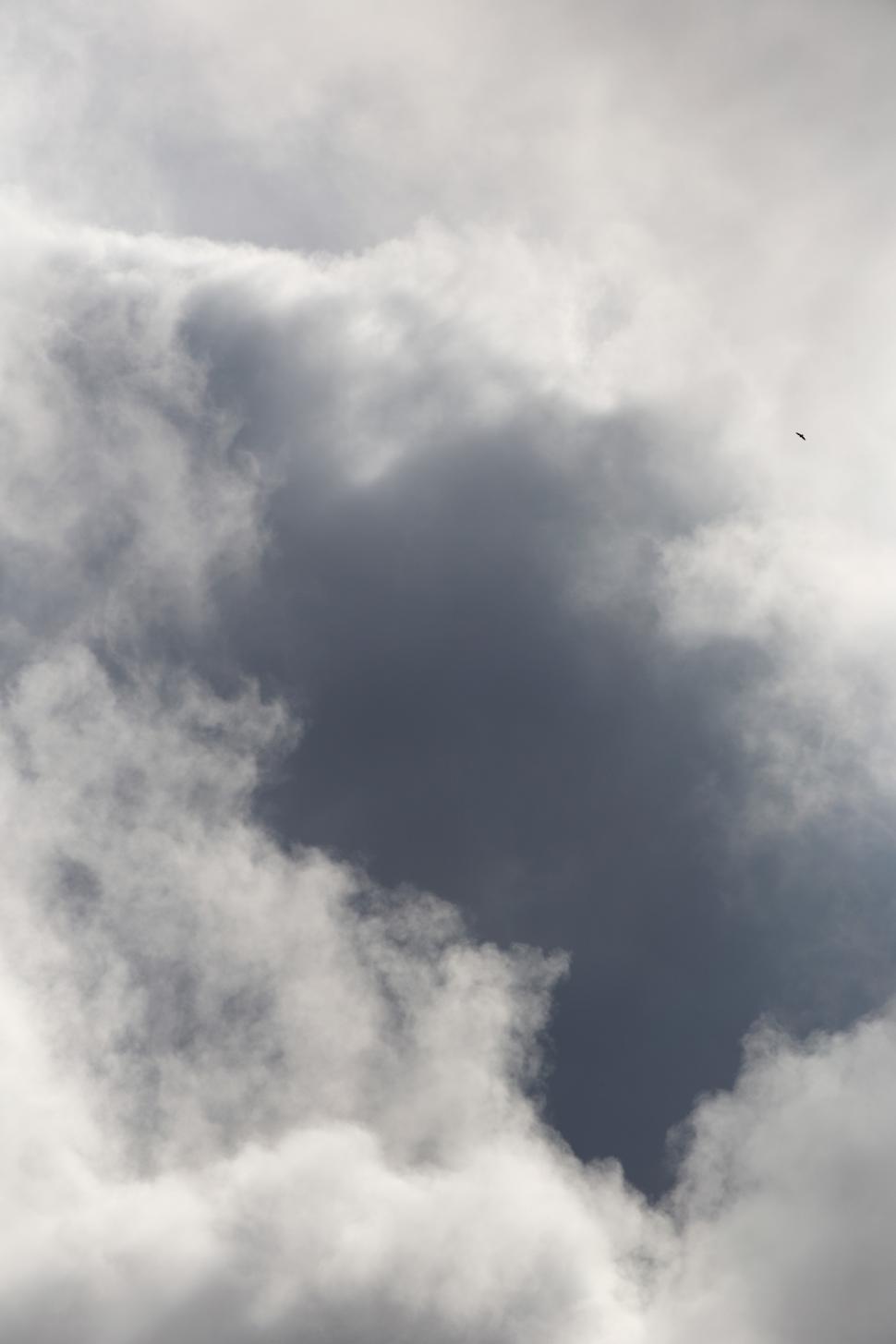 Free Image of A bird flying in the sky 