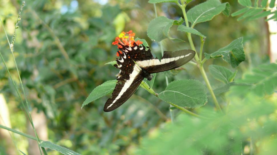 Free Image of Butterfly Warrior 