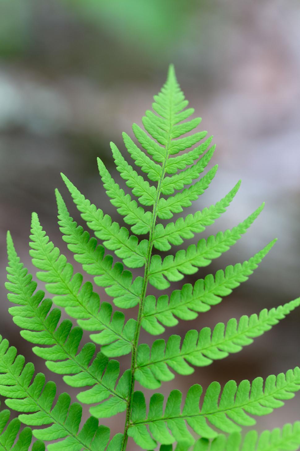 Free Image of A close up of a fern leaf 
