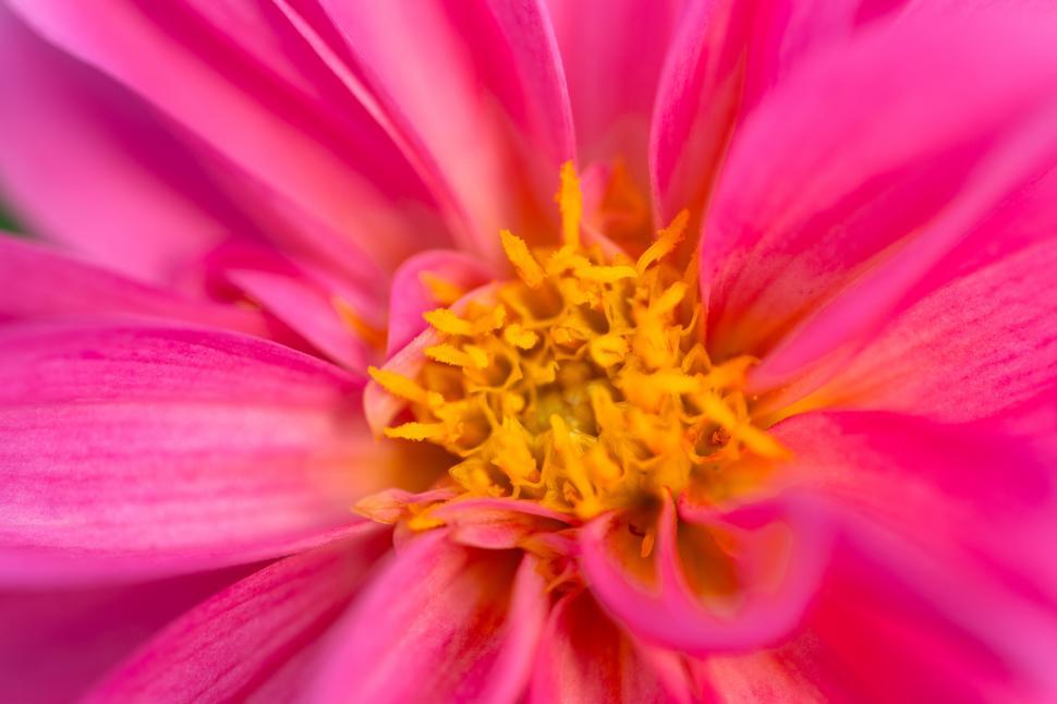 Free Image of A close up of a pink flower 