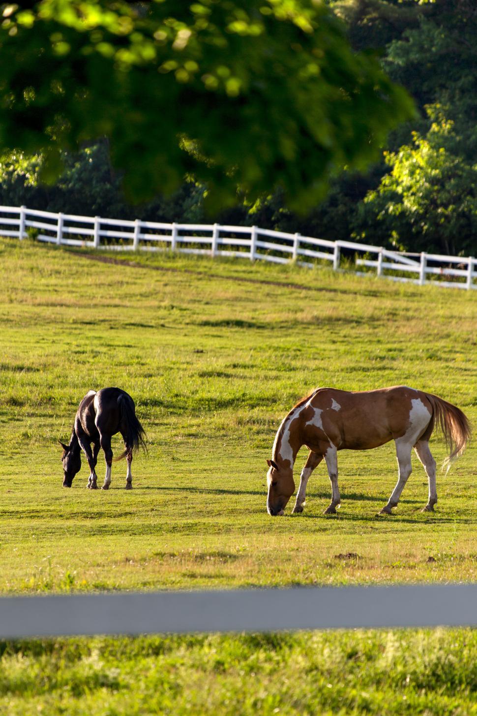Free Image of Horses grazing in a field 