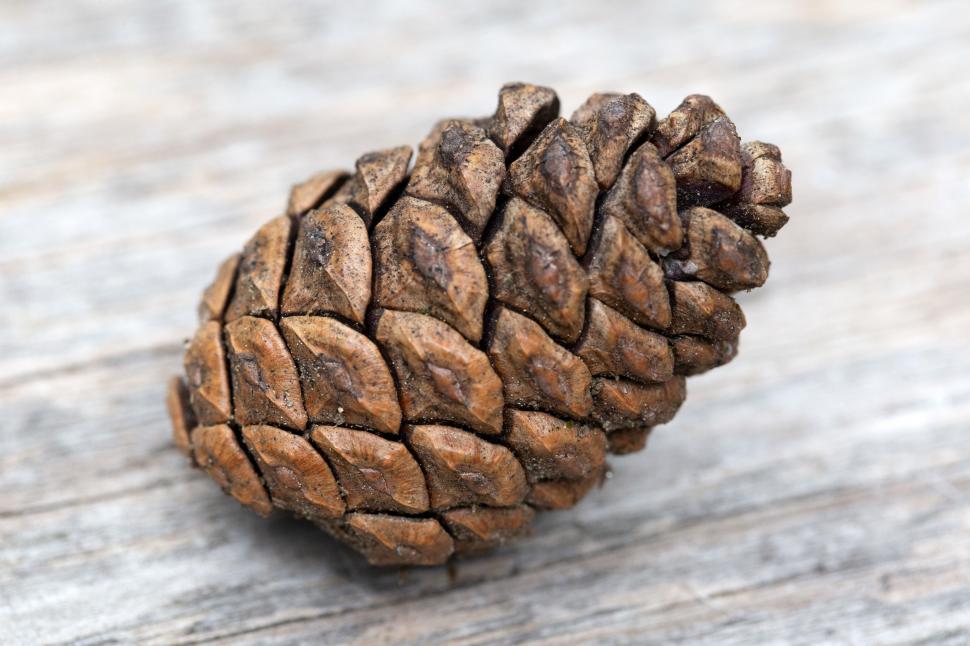 Free Image of A close up of a pine cone 