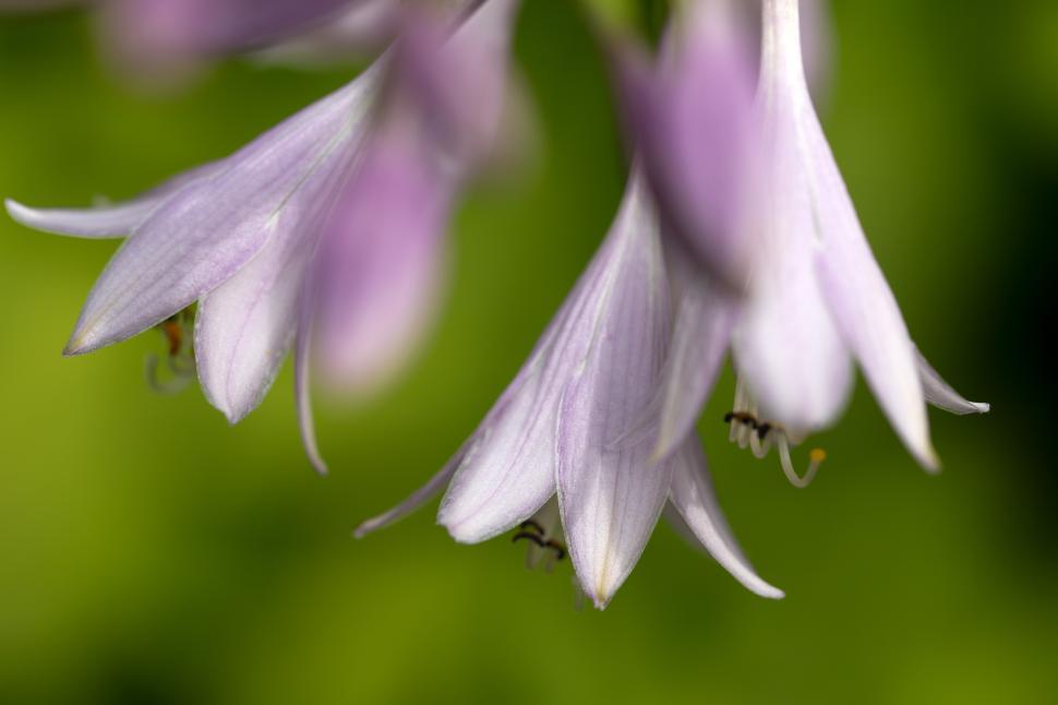 Free Image of A close up of a flower 