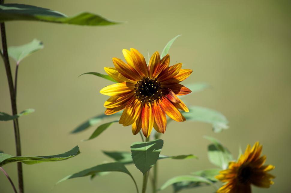 Free Image of A close up of a flower 