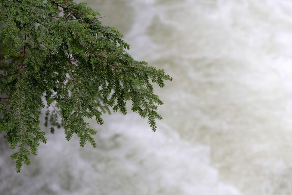 Free Image of A close up of a tree branch 