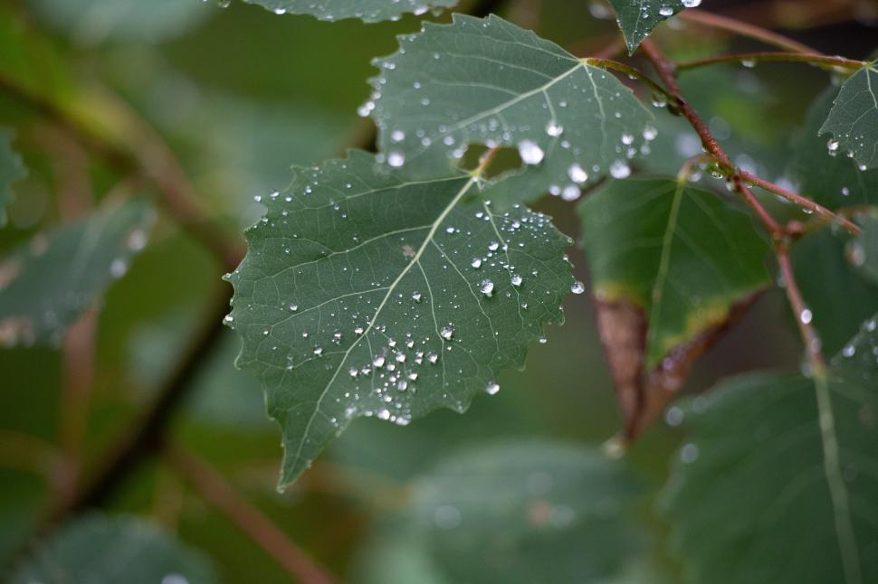 Free Image of A close up of a leaf 