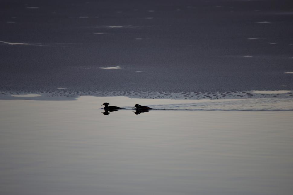 Free Image of A pair of ducks swimming in water 