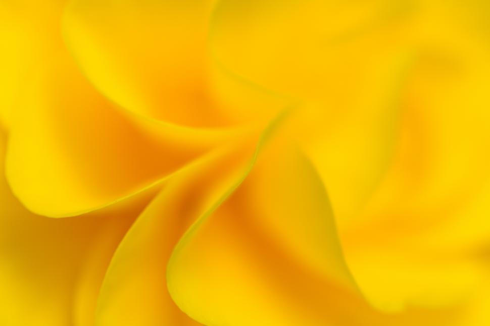 Free Image of A close up of a yellow flower 