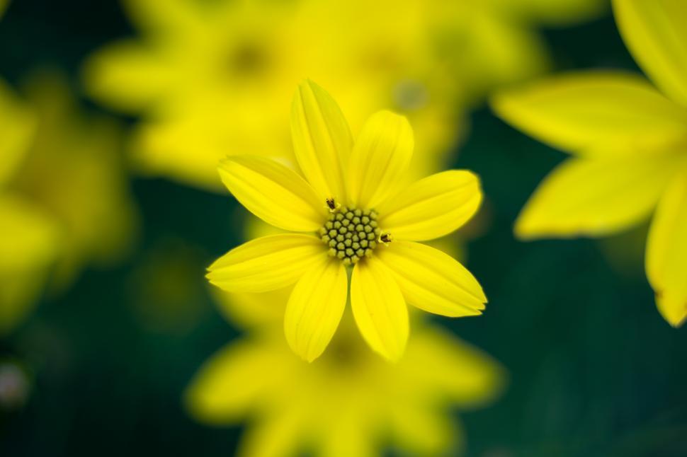 Free Image of A close up of a yellow flower 