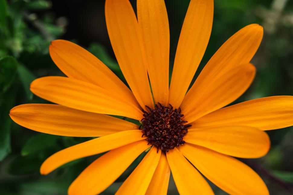 Free Image of A close up of a flower 