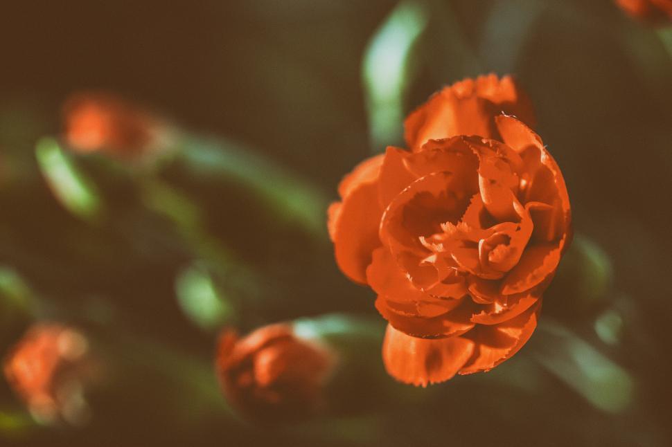 Free Image of A close up of a flower 