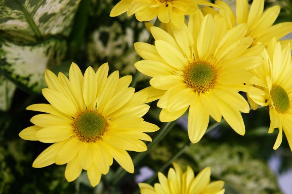 Free Image of Yellow Flowers - Two Open Blooms 