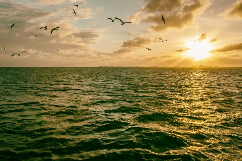 Free Image of A group of birds flying over water 