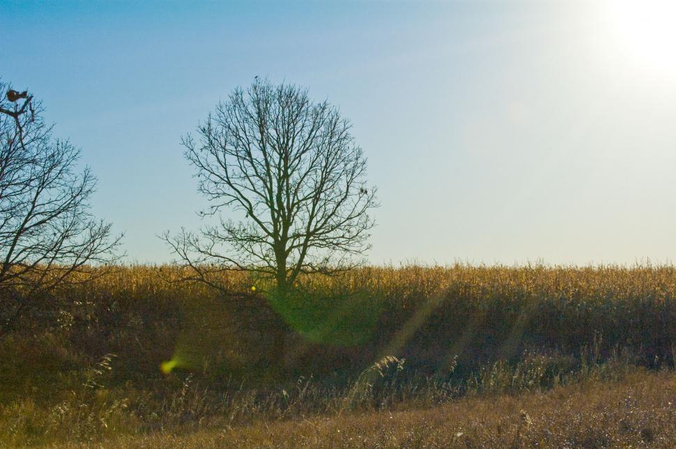 Free Image of The Sun Shines Brightly on a Field of Tall Grass 