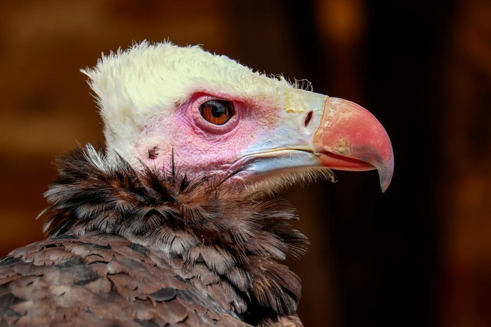 Free Image of Vulture Birds Free Stock Photo 