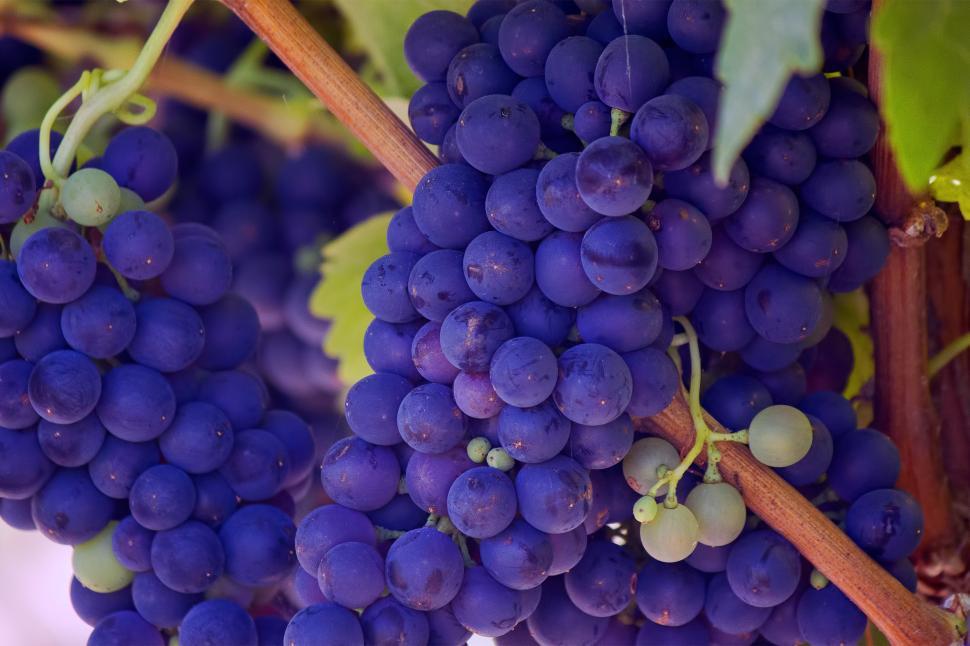Free Image of A bunch of grapes on a vine 